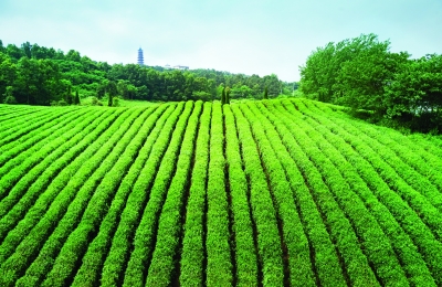 平山茶场最新招聘信息及职场发展概述