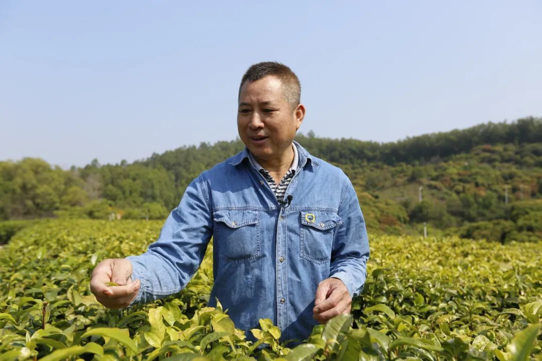 茶林村最新领导，引领村庄走向繁荣与进步的先锋力量